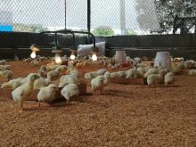 Pollo Los Santos 